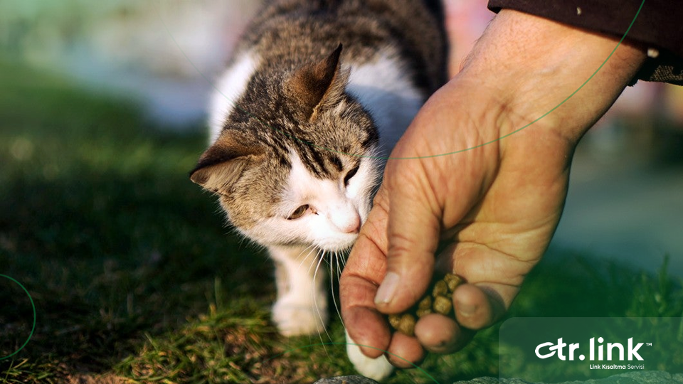TRLink Projemizden Anlamlı Sosyal Sorumluluk Adımı: Sokak Hayvanlarına Destek Programı